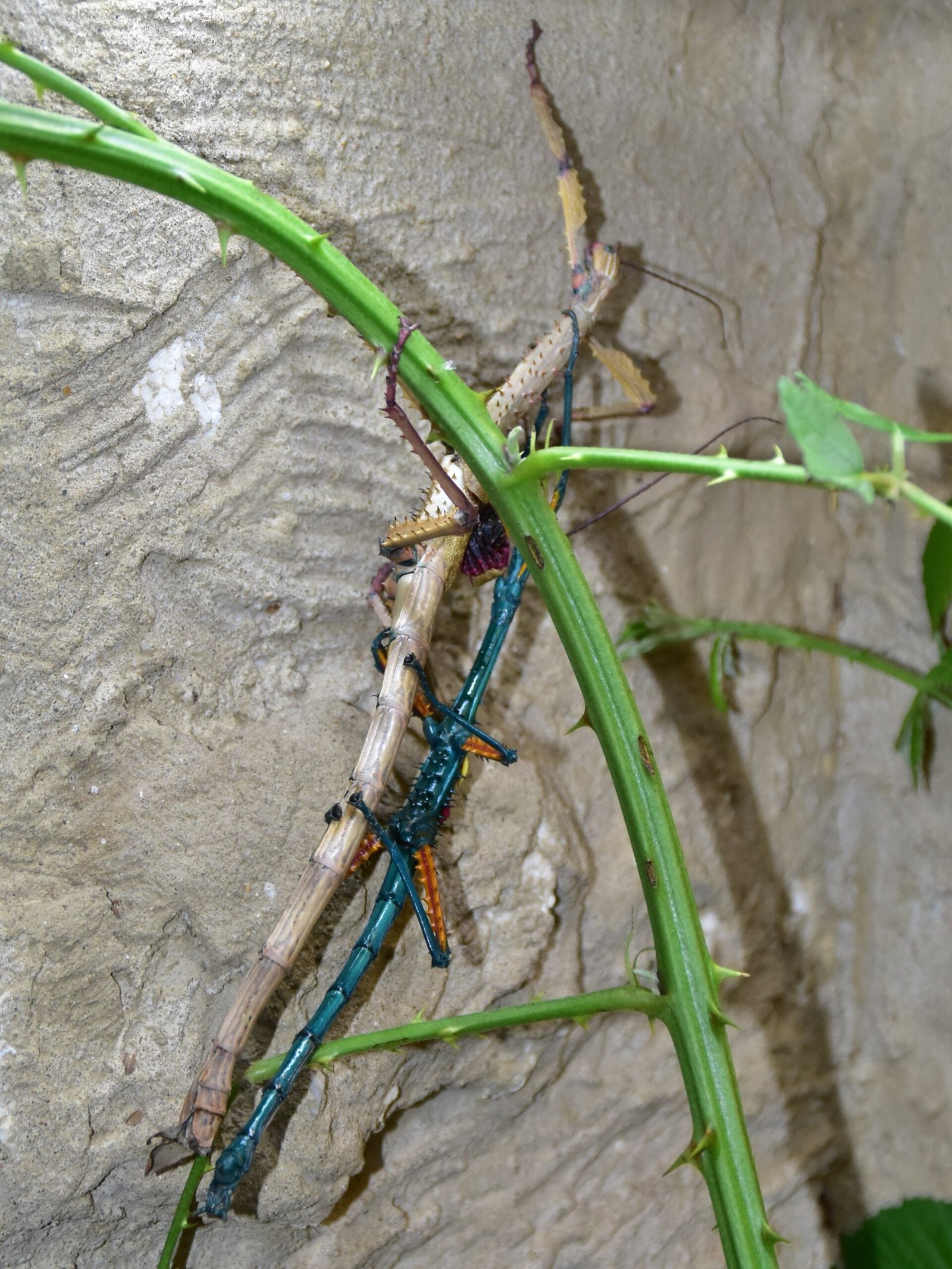 Achrioptera fallex