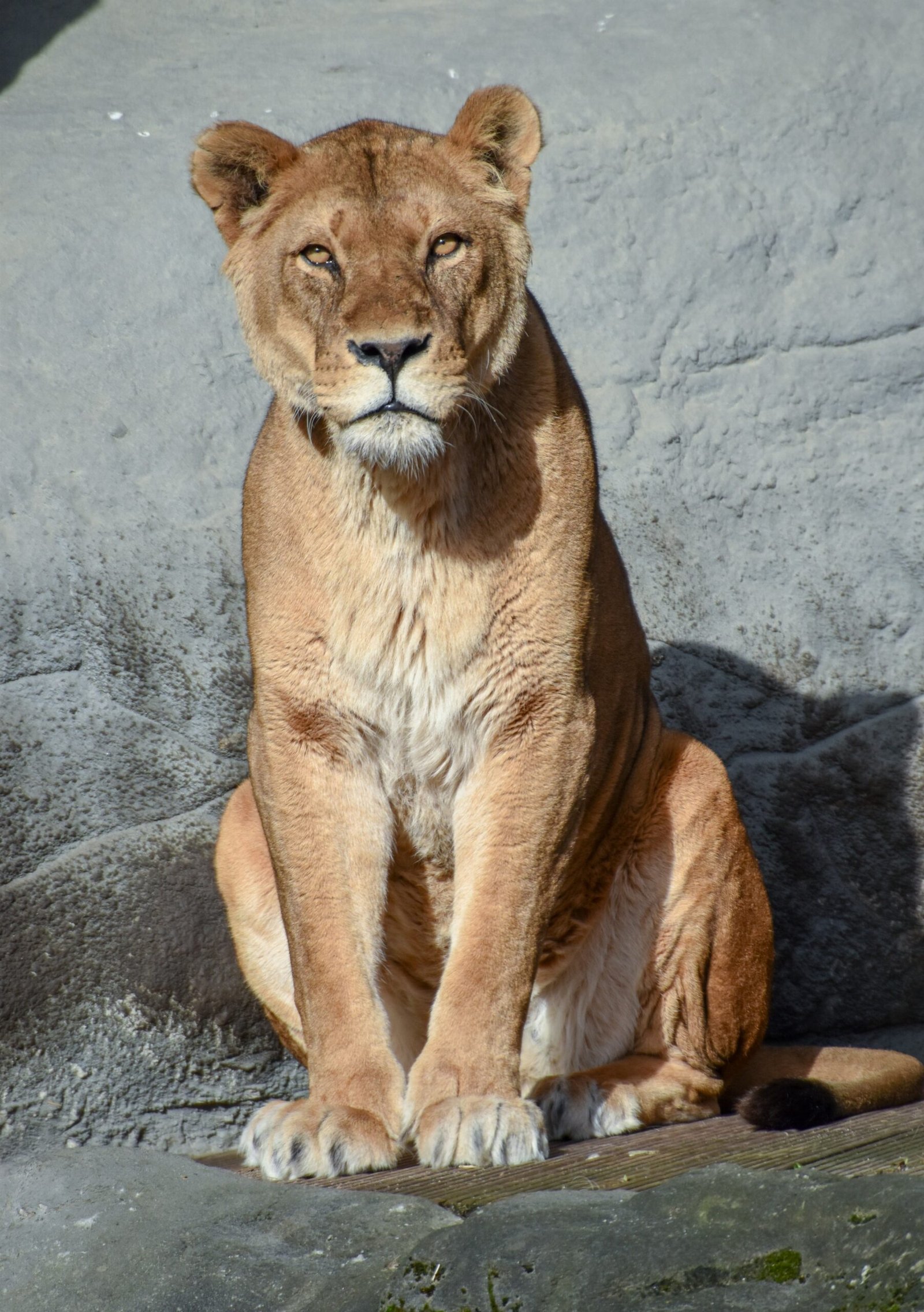 a large lion sitting on top of a rock